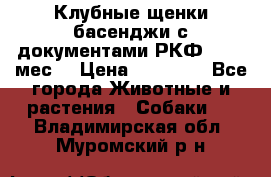 Клубные щенки басенджи с документами РКФ - 2,5 мес. › Цена ­ 20 000 - Все города Животные и растения » Собаки   . Владимирская обл.,Муромский р-н